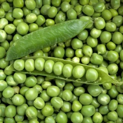 Pois rond nain Petit Provençal - Des petits pois sucrés au jardin