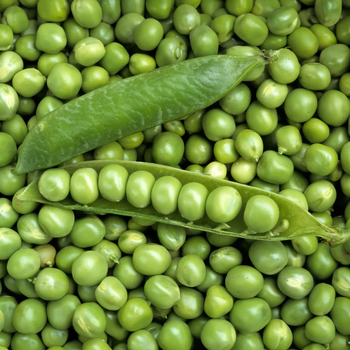 Pois rond nain Petit Provençal - Des petits pois sucrés au jardin