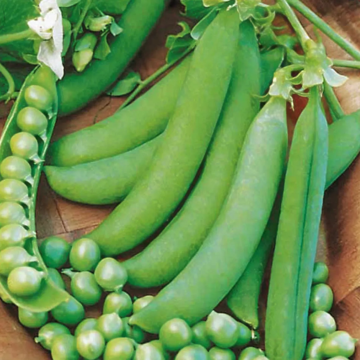 Pois rond nain Petit Provençal - Des petits pois sucrés au jardin