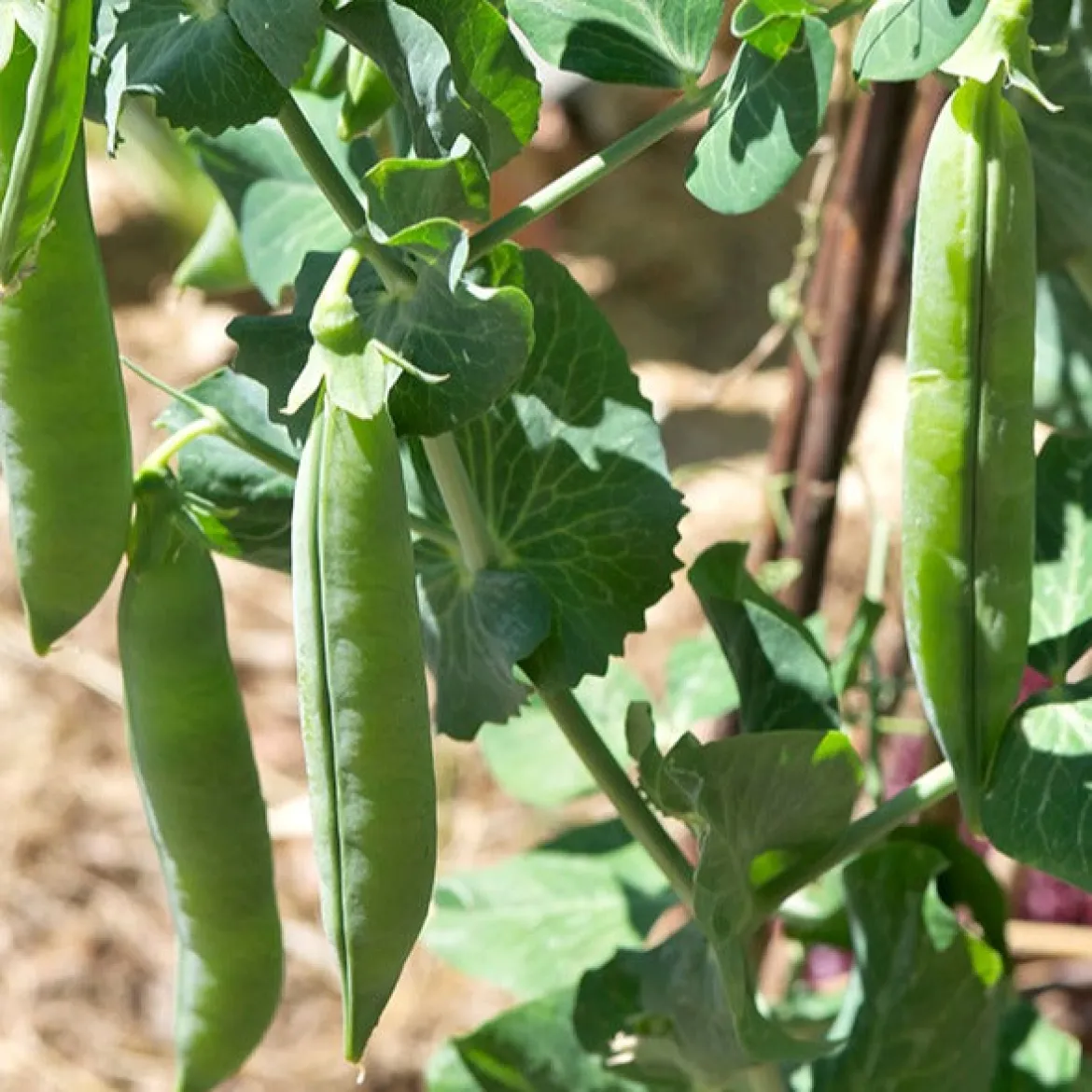 Pois rond nain Petit Provençal - Des petits pois sucrés au jardin