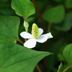 Poivrier de Chine - Houttuynia - Le tapis coloré comestible