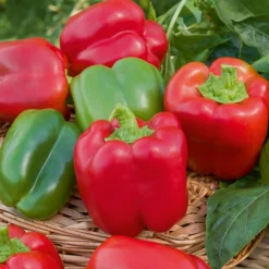 Poivron 'California Wonder' - Gros poivrons doux et charnus