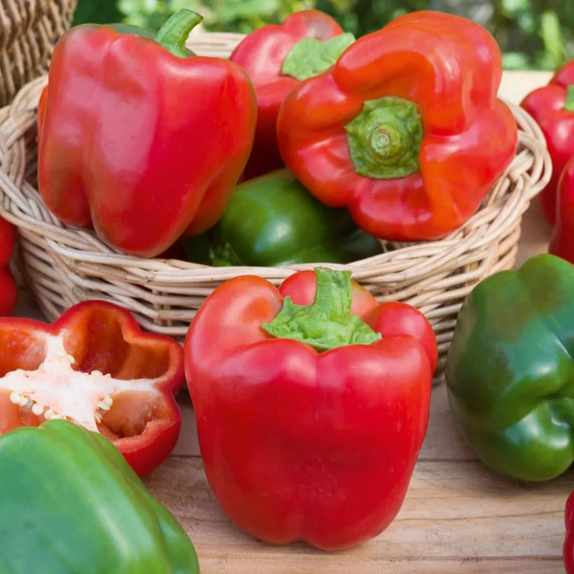 Poivron 'California Wonder' - Gros poivrons doux et charnus
