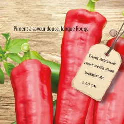 Poivron Medrano F1 - Des poivrons doux et charnus