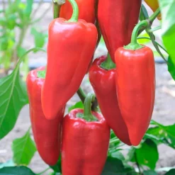 Poivron 'Piquillo ' - Le petit poivron des chefs