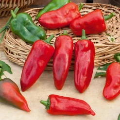 Poivron 'Piquillo ' - Le petit poivron des chefs