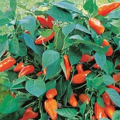 Poivron pour pot Tangerine Dream F1 - Des poivrons orange sur le balcon