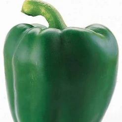 Poivron vert Lamuyo F1 - Des poivrons charnus tout l'été