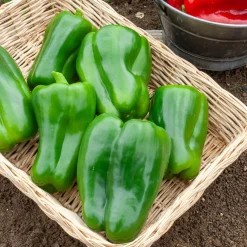 Poivron vert Lamuyo F1 - Des poivrons charnus tout l'été
