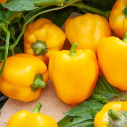 Poivron 'Yellow California Wonder' - Des poivrons jaunes gorgés de soleil