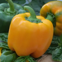 Poivron 'Yellow California Wonder' - Des poivrons jaunes gorgés de soleil