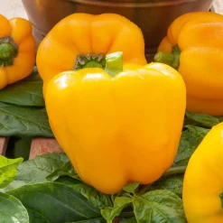 Poivron 'Yellow California Wonder' - Des poivrons jaunes gorgés de soleil