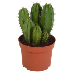 Polaskia Chichipe - Le cactus déco sans effort