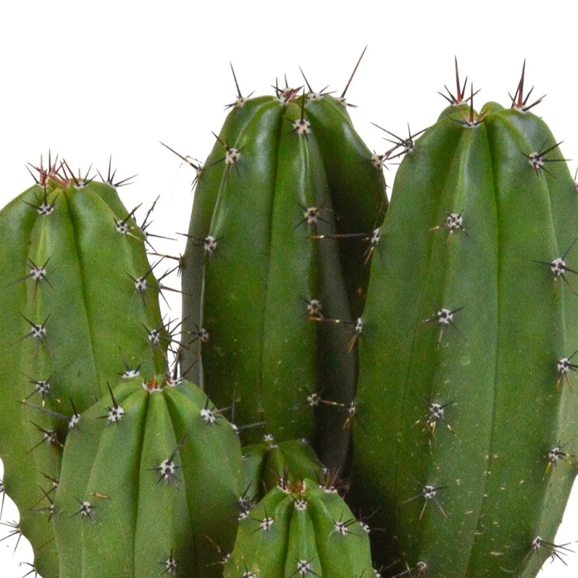 Polaskia Chichipe - Le cactus déco sans effort