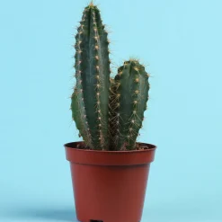 Polaskia Chichipe - Le cactus déco sans effort