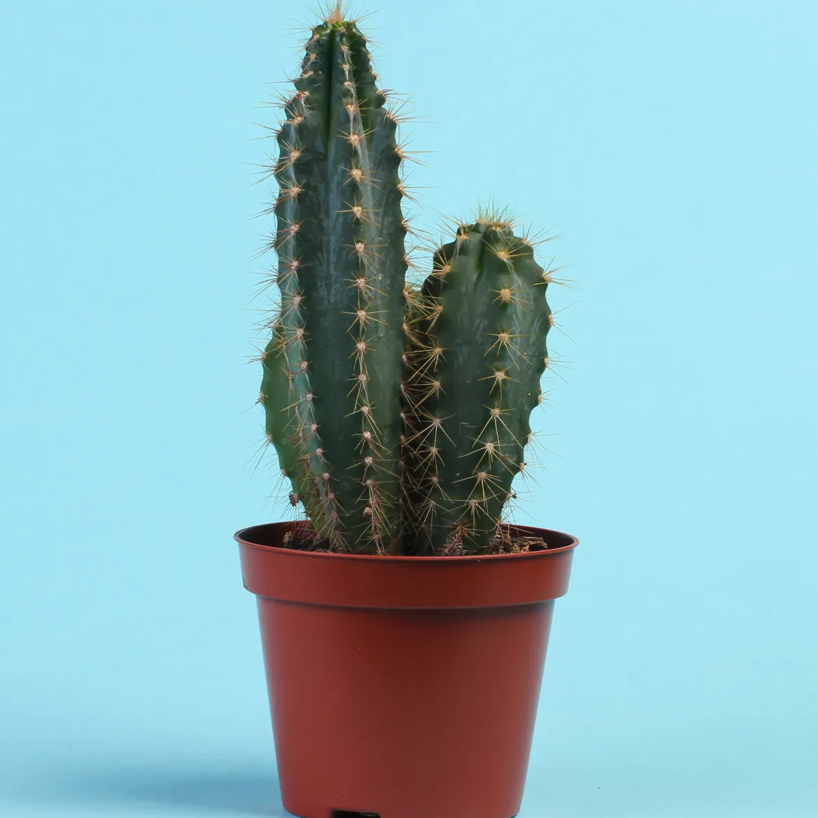 Polaskia Chichipe - Le cactus déco sans effort