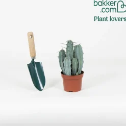 Polaskia Chichipe - Le cactus déco sans effort