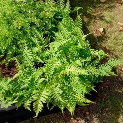 Polypode commun - Fougère - Le vert facile toute l'année