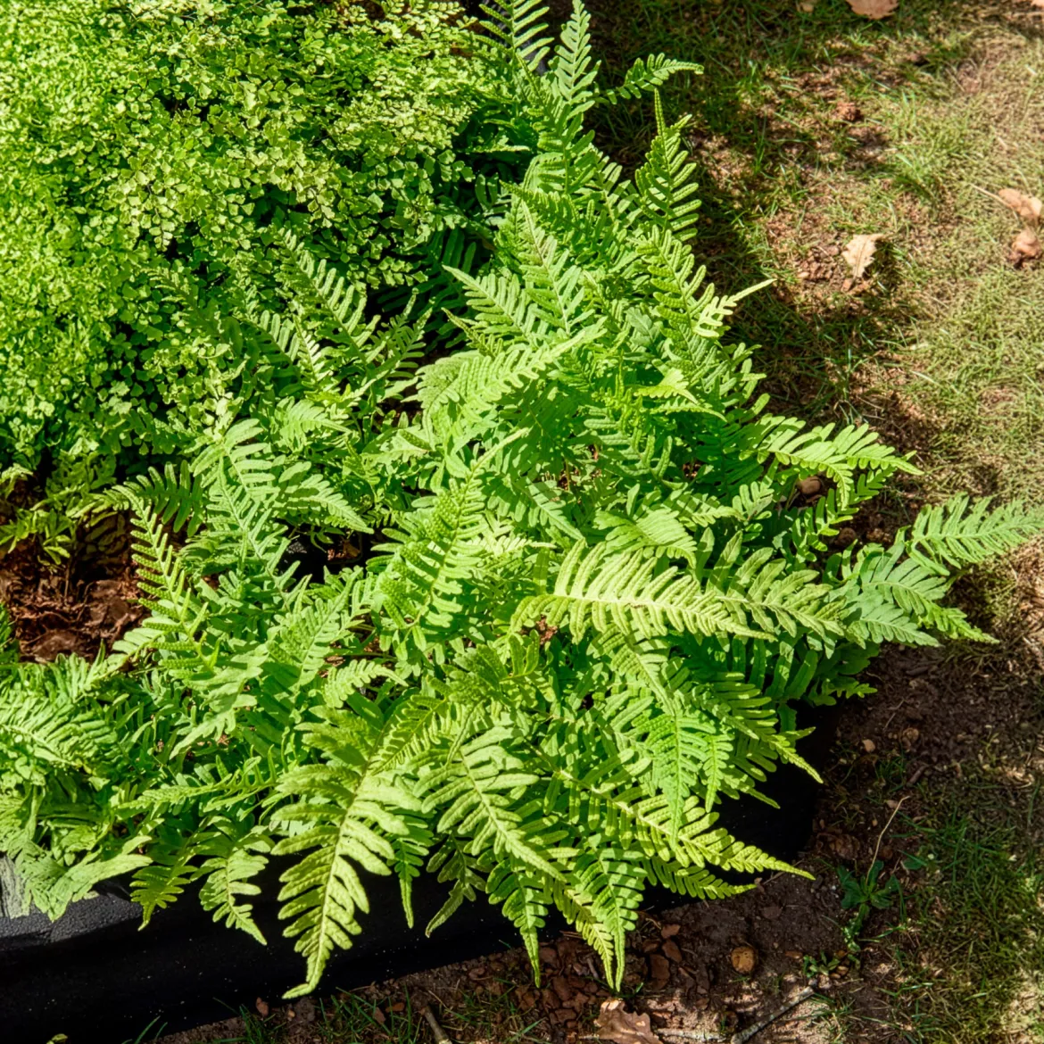 Polypode commun - Fougère - Le vert facile toute l'année