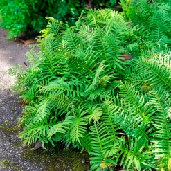 Polypode commun - Fougère - Le vert facile toute l'année