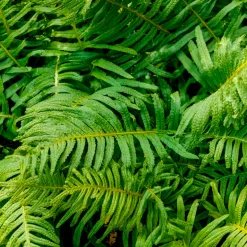 Polypode commun - Fougère - Le vert facile toute l'année