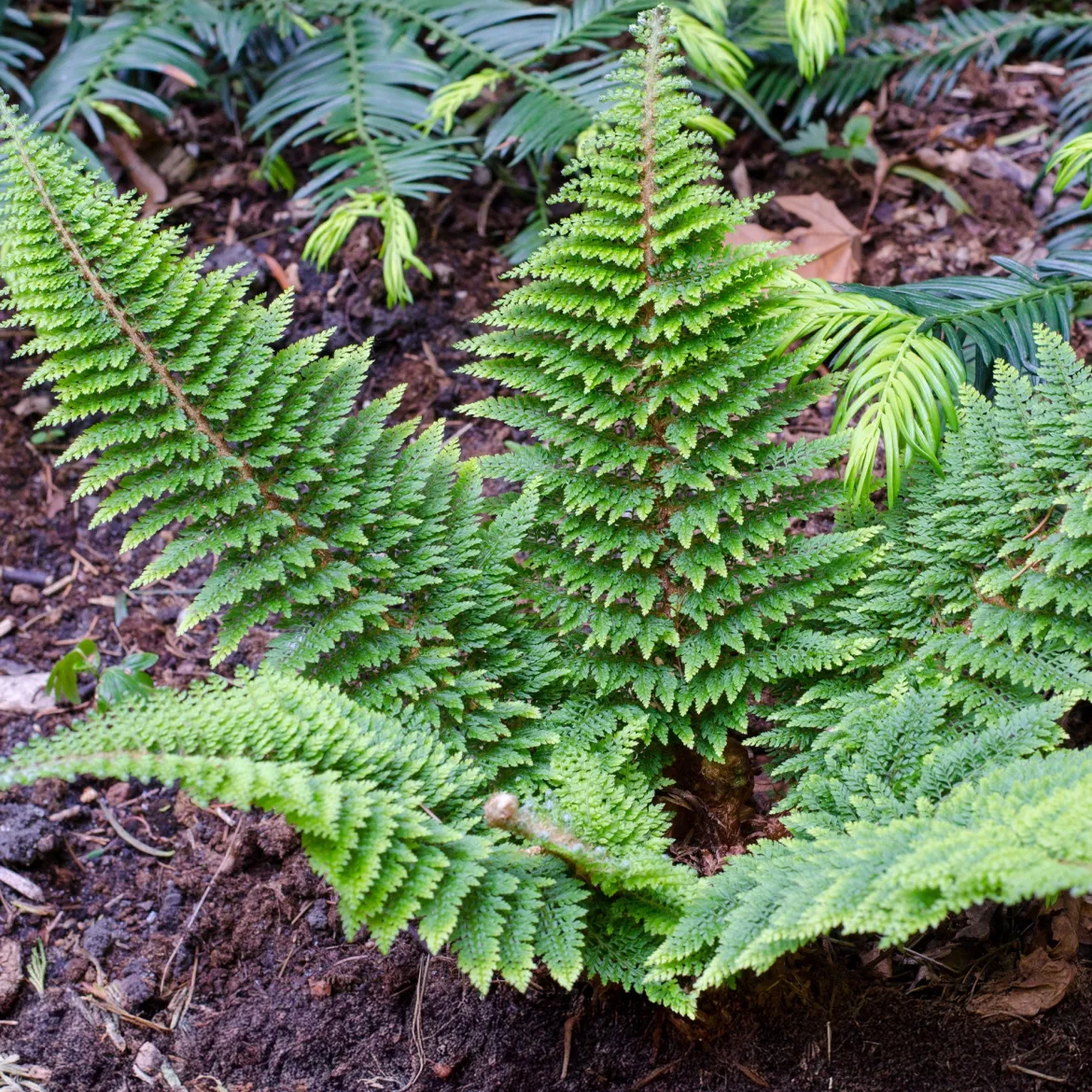 Polystic à cils raides Plumosum Densum - Fougère - La fougère qui reste verte