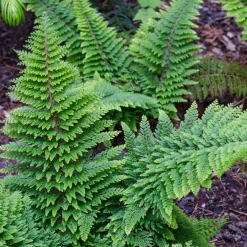 Polystic à cils raides Plumosum Densum - Fougère - La fougère qui reste verte