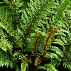 Polystic à feuille de houx Siny Holly Fern - Fougère - Le vert brillant toute l'année