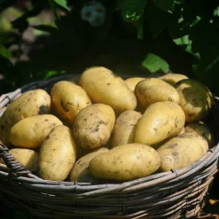 Pomme de terre 'Annabelle' - Récolte précoce et fondante