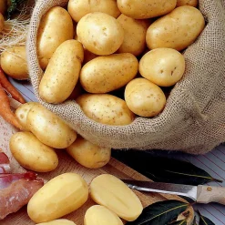 Pomme de terre Bernadette - Récolte facile et savoureuse