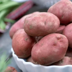 Pomme de terre Désirée - Récolte généreuse et facile