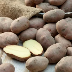 Pomme de terre Désirée - Récolte généreuse et facile