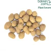 Pomme de terre Mona Lisa - La polyvalente du potager