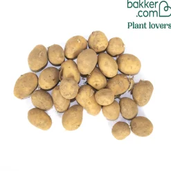 Pomme de terre Mona Lisa - La polyvalente du potager