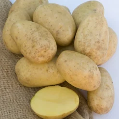 Pomme de terre Mona Lisa - La polyvalente du potager