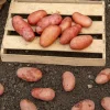 Pomme de terre Rose de France - Cirielle - La patate rose facile à cuisiner