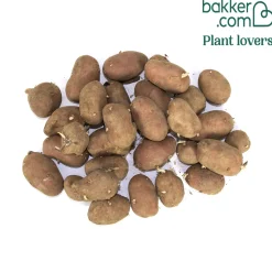 Pomme de terre Rose de France - Cirielle - La patate rose facile à cuisiner