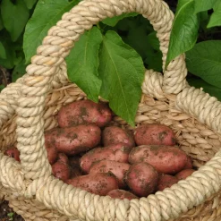 Pomme de terre Rose de France - Cirielle - La patate rose facile à cuisiner