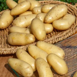 25 Pommes de terre Amandine - Une chair fondante à souhait