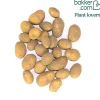 25 Pommes de terre Bernadette Bio - Récolte facile et savoureuse