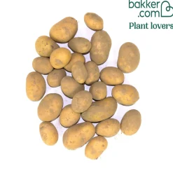 25 Pommes de terre Bernadette Bio - Récolte facile et savoureuse