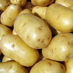 25 Pommes de terre Bintje - La reine des frites maison