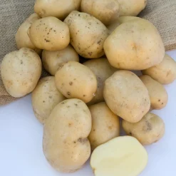 25 Pommes de terre Bintje - La reine des frites maison