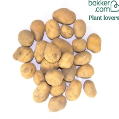 25 Pommes de terre Blanche Bio - Récolte facile et généreuse