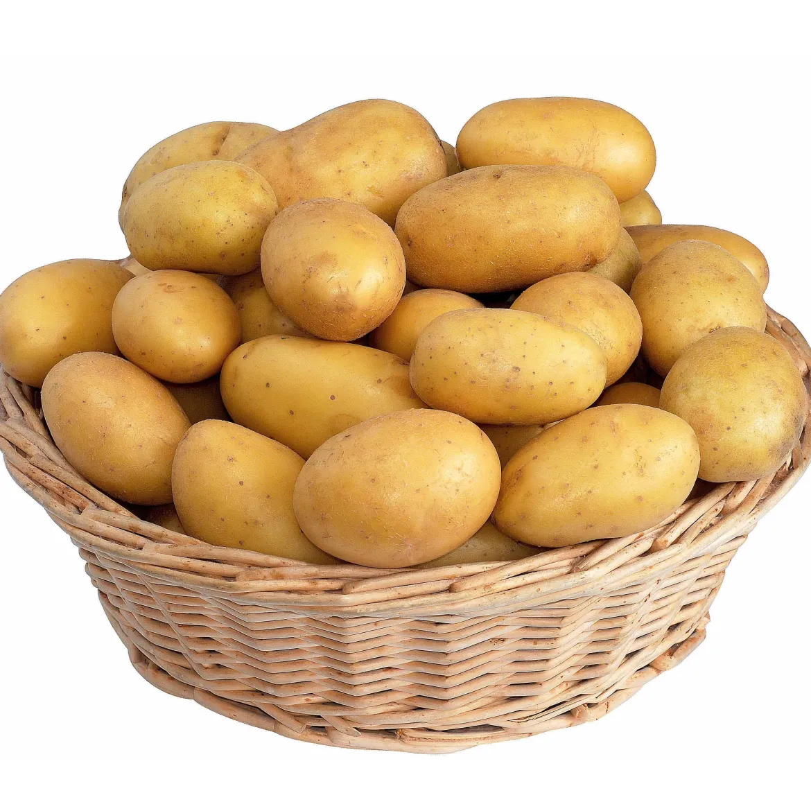 25 Pommes de terre Blanche Bio - Récolte facile et généreuse