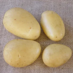 25 Pommes de terre Caesar - Récolte facile et généreuse