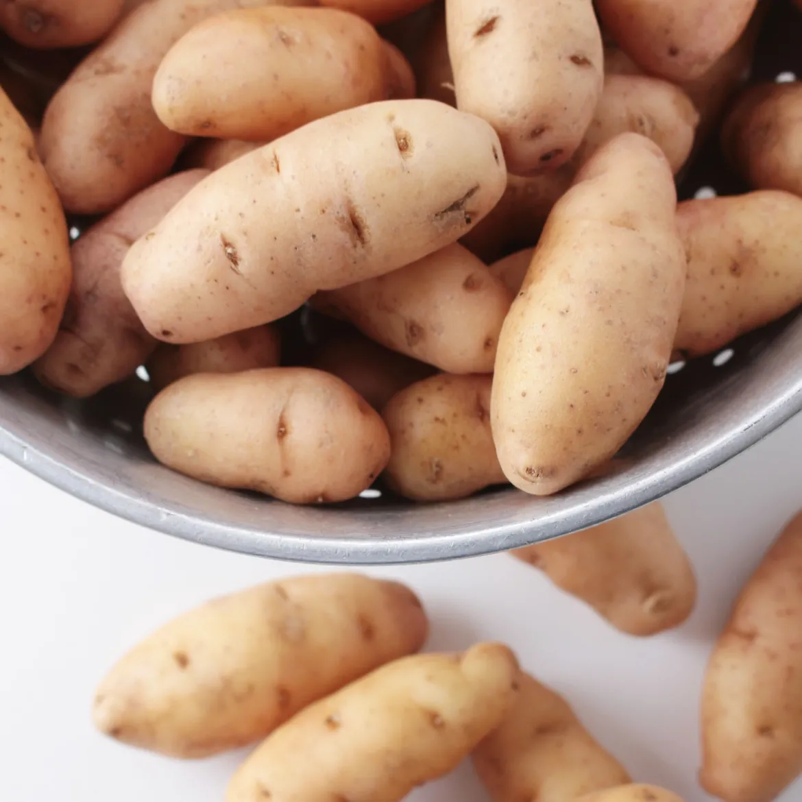 25 Pommes de terre Corne de Gatte - Pink fir Apple - La saveur de nos grands-mères