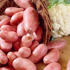 25 Pommes de terre Jeannette - Récolte rapide et facile