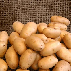 25 Pommes de terre Nicola - Chair ferme, goût de beurre
