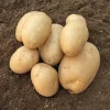 25 Pommes de terre Osiris Bio - Récolte facile et généreuse